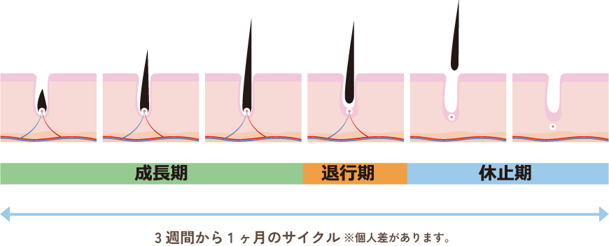 光脱毛の仕組みと毛周期について