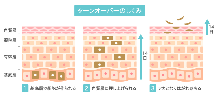 ターンオーバー